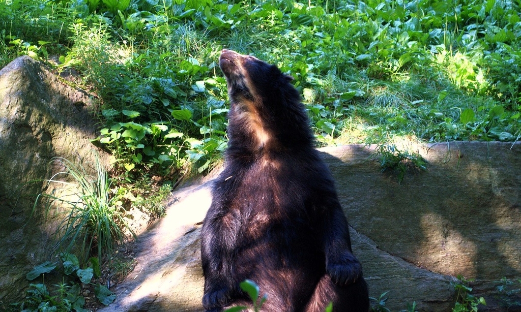 Spectacled Bear 161 (4)