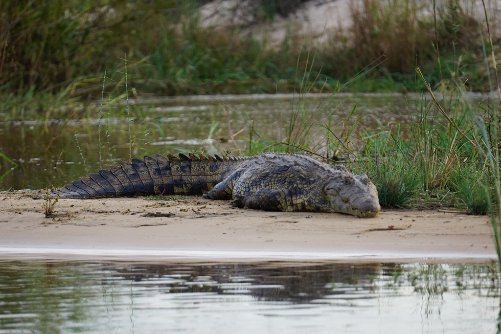 Alligator Park