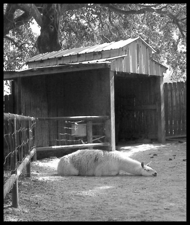 sleepy llama bw