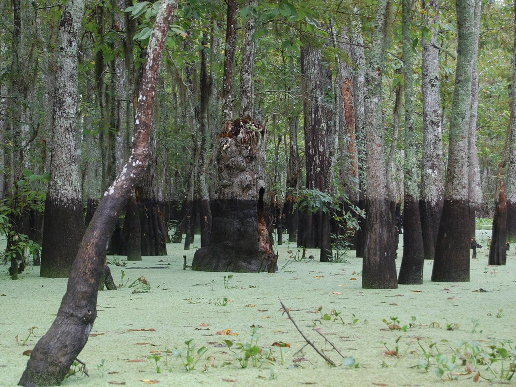 Honey Island Swamp (Louisiana)