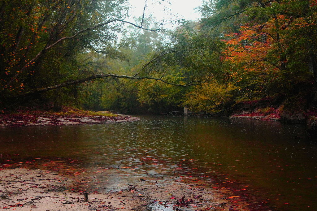 Kisatchie Bayou