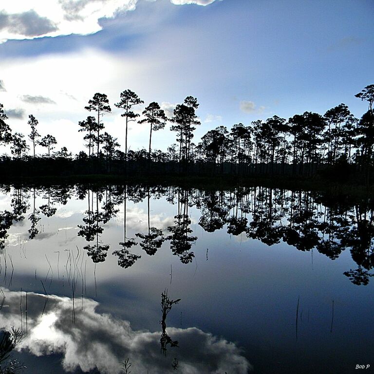 Morning at Flatwoods Pond (7751904850)