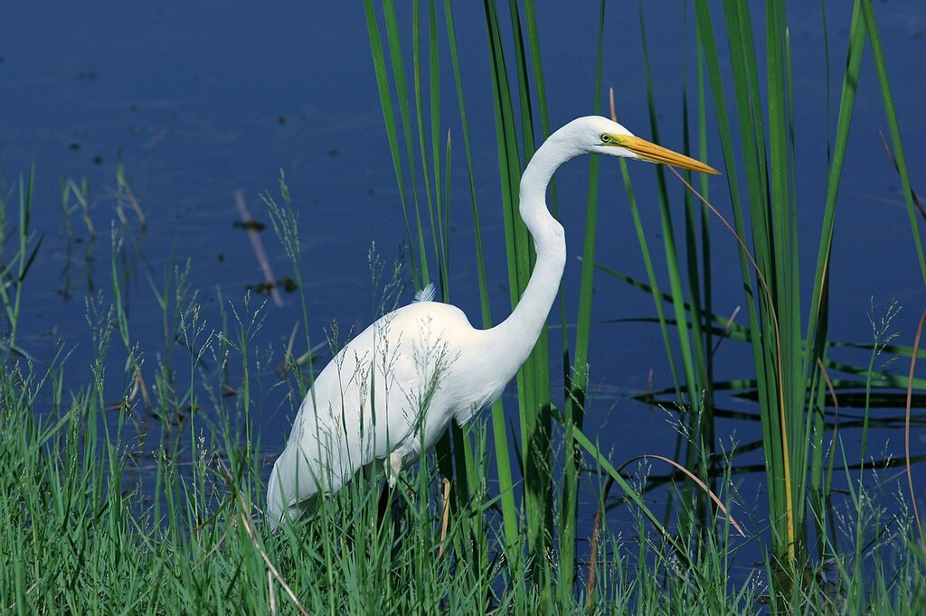 Great Egret Ponte Vedra