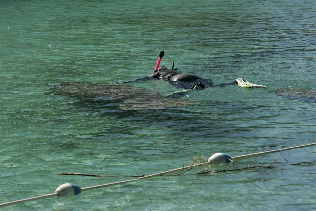 A snorkeler swims with florida manatee