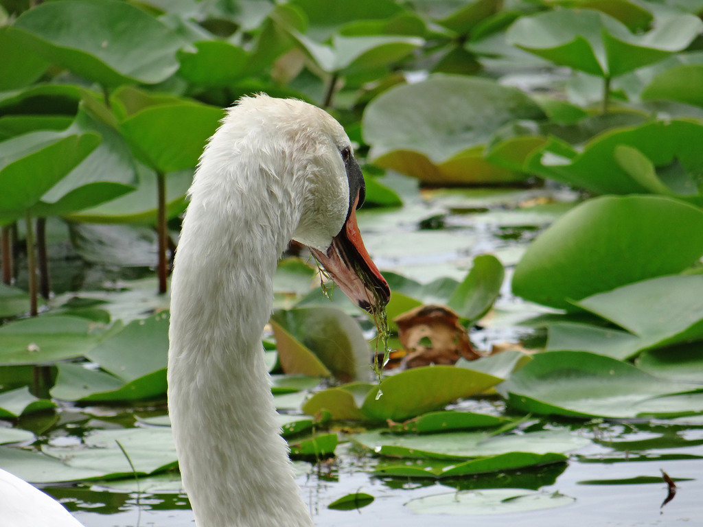 Swan at Lake Katherine Nature Center