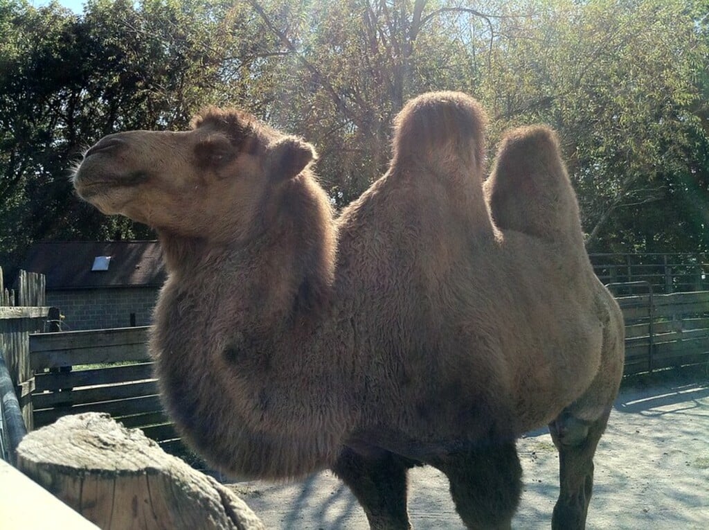 Scovill Zoo