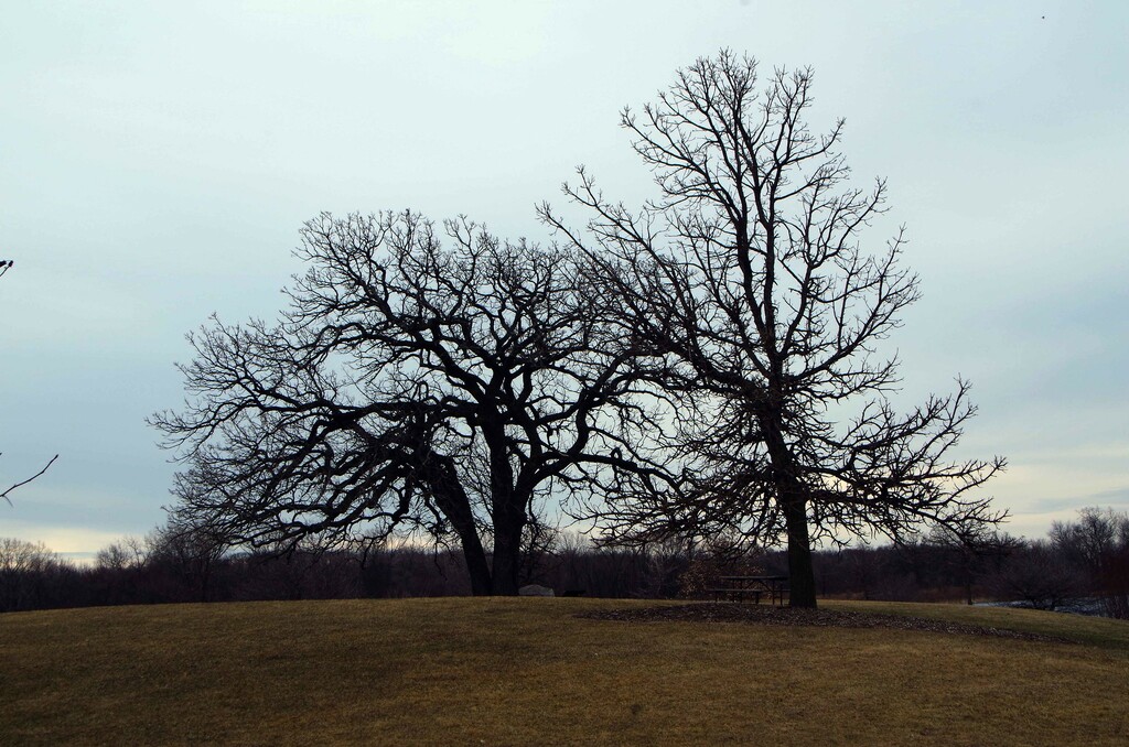 Van Patten Woods Forest Preserve