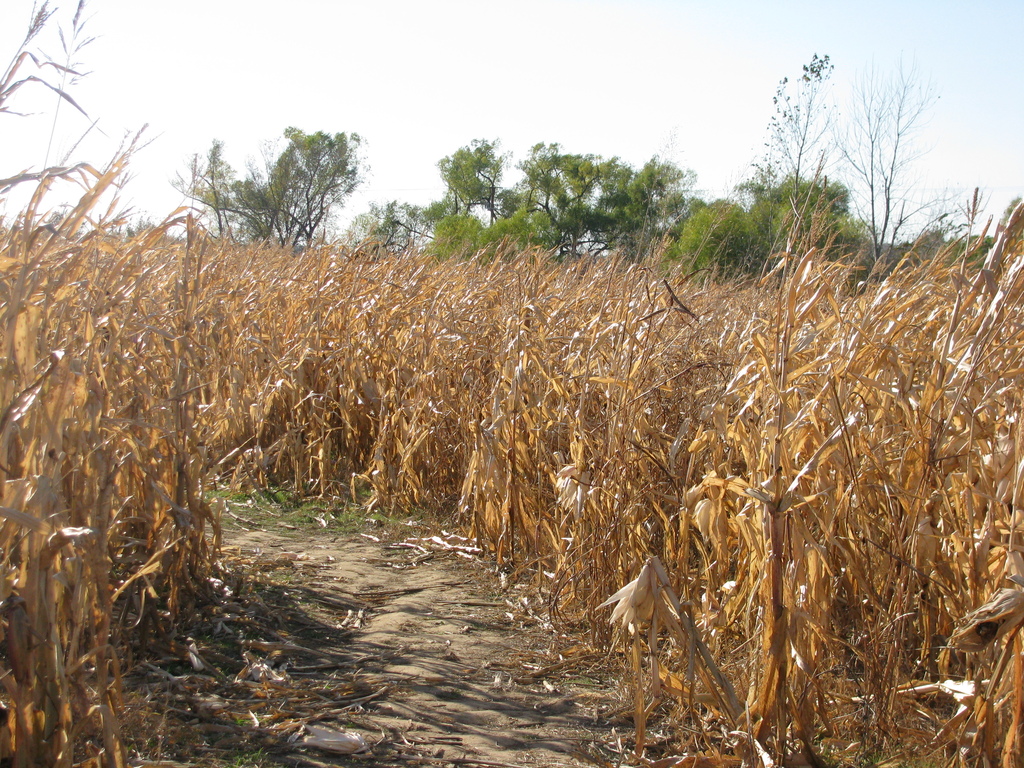 Corn Maze