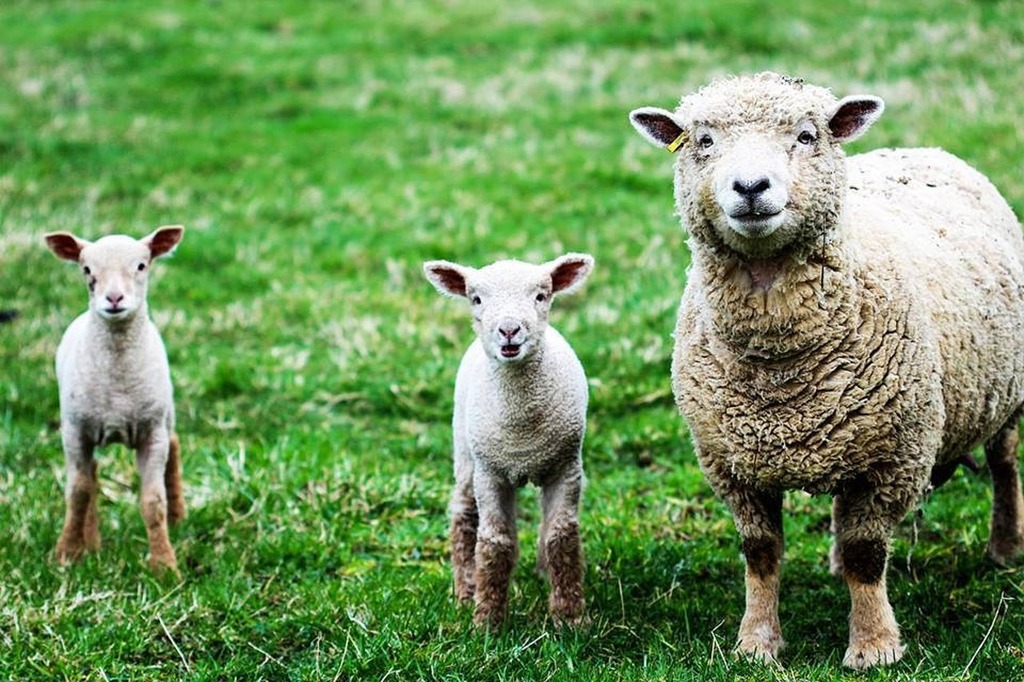 Sheep farm