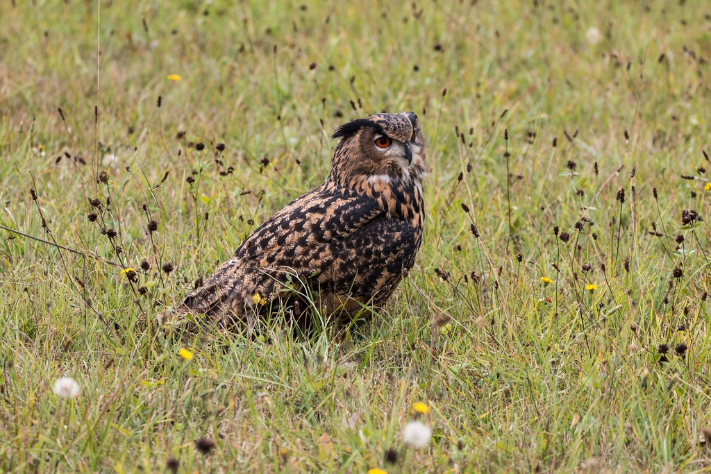 Eagle owl