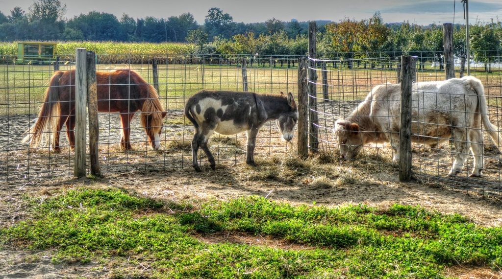 Farm animals