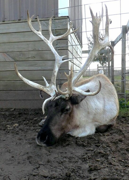 Summerfield Zoo - Belvidere, IL