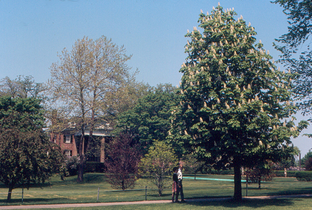 Wheaton - Chestnut Tree at Cantigny (4287398027)
