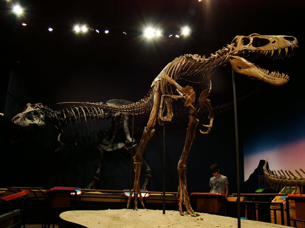 T-rex fossil Jane by Volkan Yuksel DSC08683g