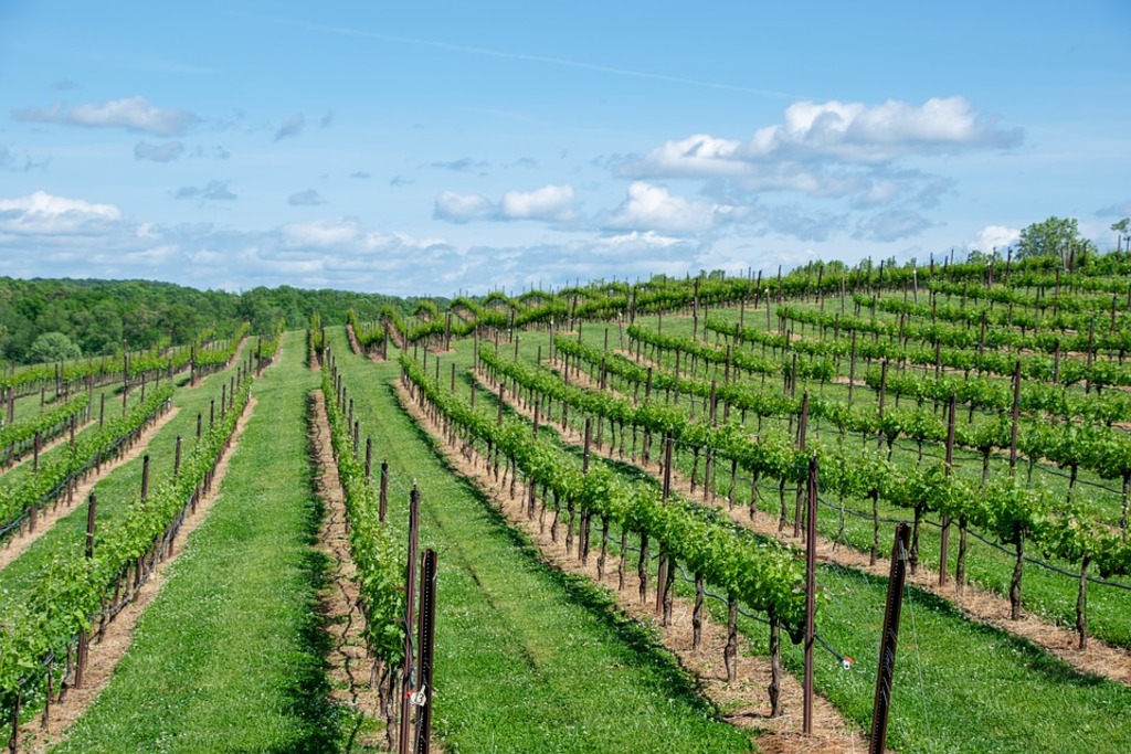 Winery Vineyard Wine