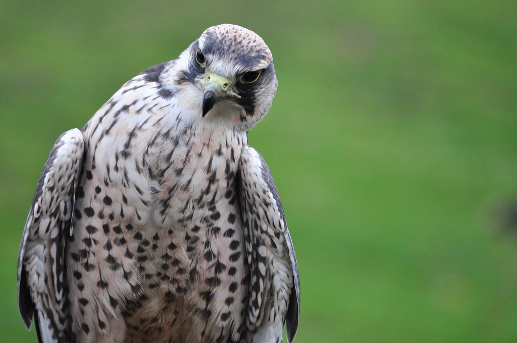 The Falcon Is Not Convinced