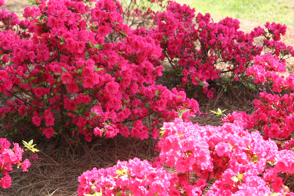 Glencairn Gardens - Rock Hill, SC9676