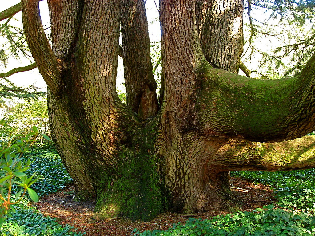 Pollarded Cedar Tree