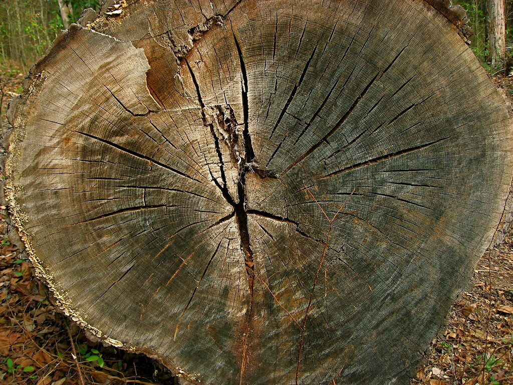 Pine Log