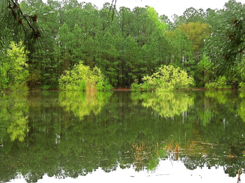 Carolina Bay Nature Reserve