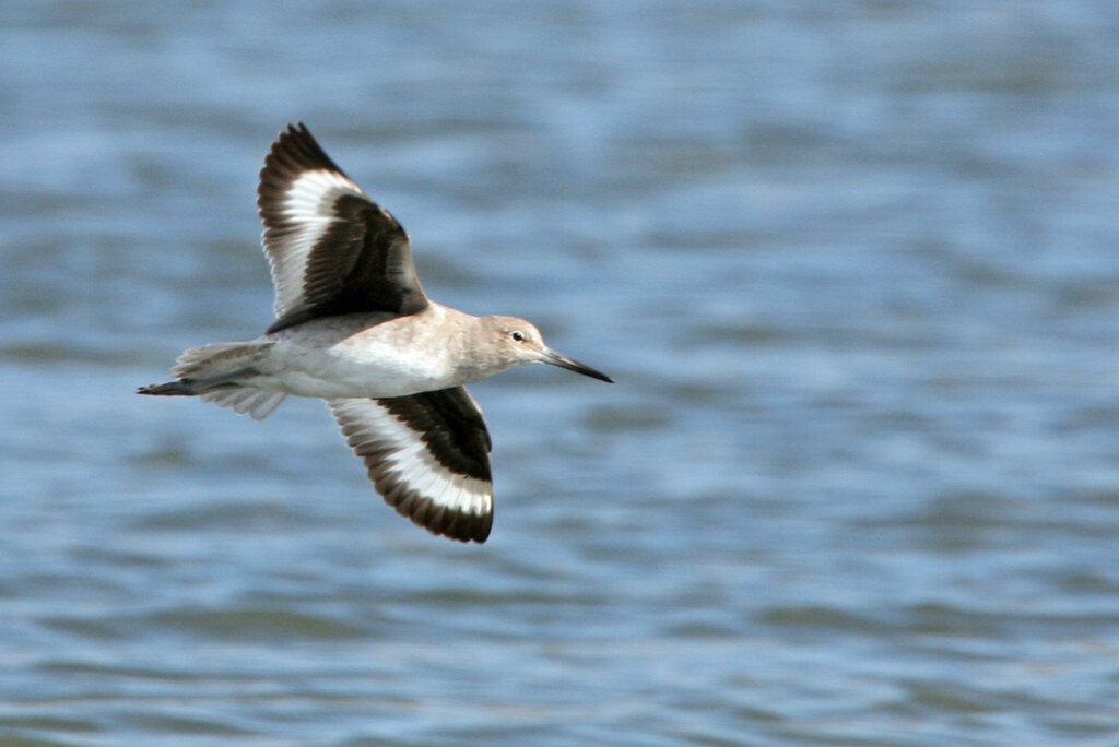 Willet in Flight willet-7958 Tringa semipalmata used in The US Fish & Wildlife Service  Kiosk Display in Charleston, SC; Folly Beach County Park and Beachwalker County Park