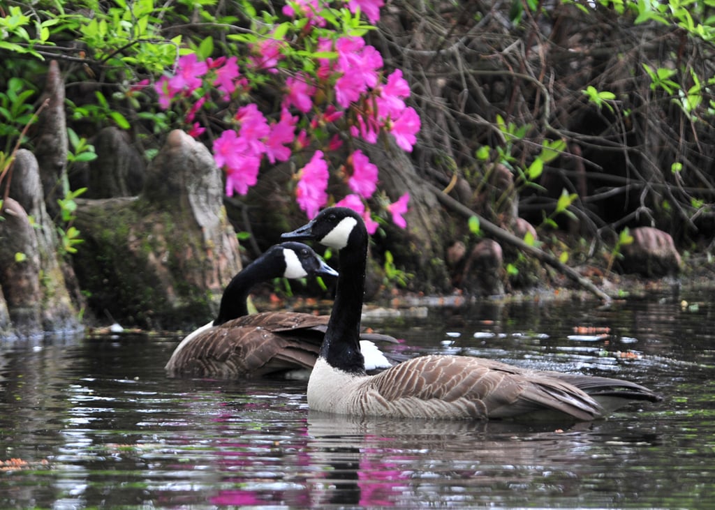 Sumter, South Carolina, USA. Canadian Geese swim in swan lake. The Iris Gardens 100414-F-8430J-046