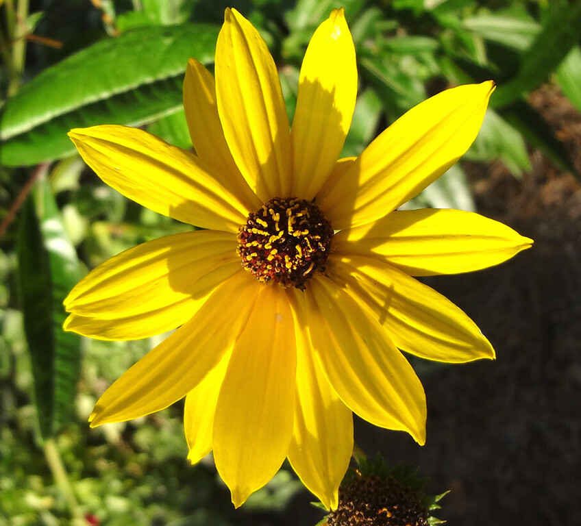 Kalmia yellow 1