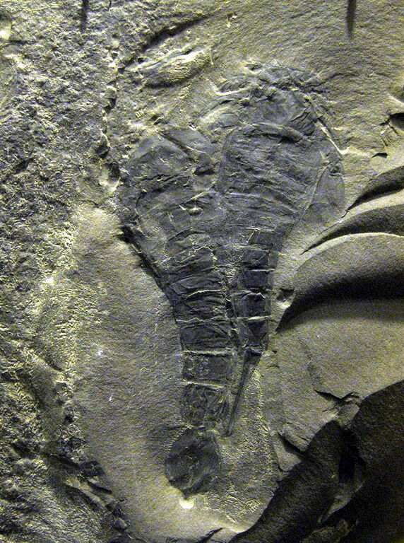 Eurypterids Schiele Museum