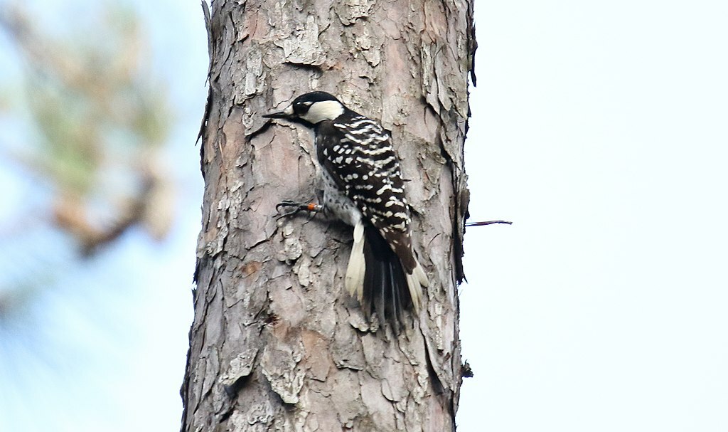Red-cockaded Woodpecker (Picoides borealis) (32532470642)