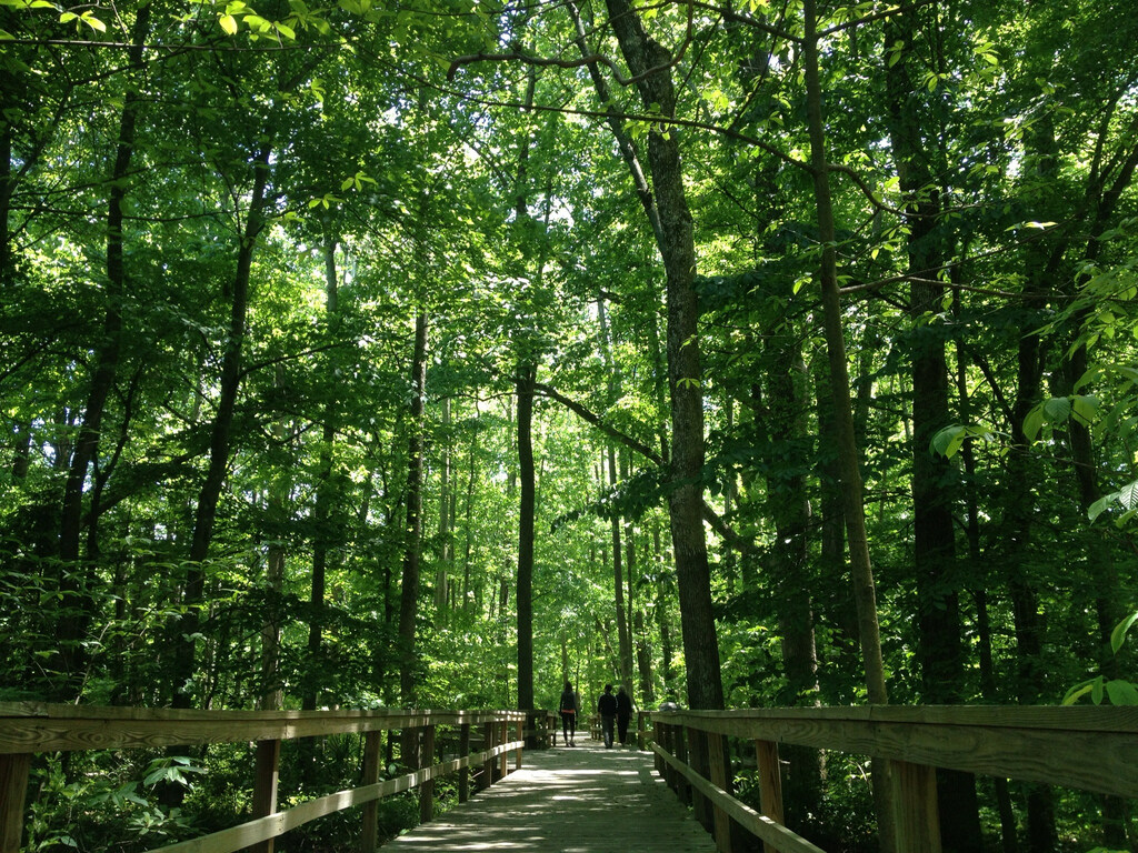 Vaulted Trees