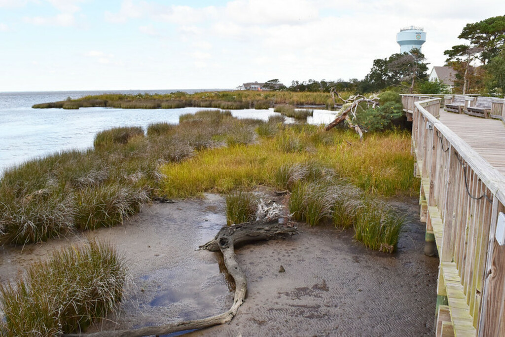 scene marsh edge Duck Town Park and Boardwalk ncwetlands AM (29)