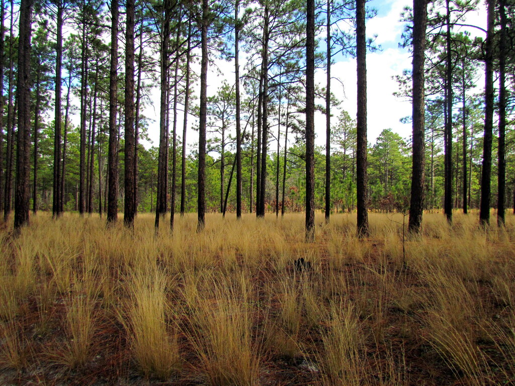 Pine Forest Weymouth Woods SP NC 5211 (6689471107) (2)