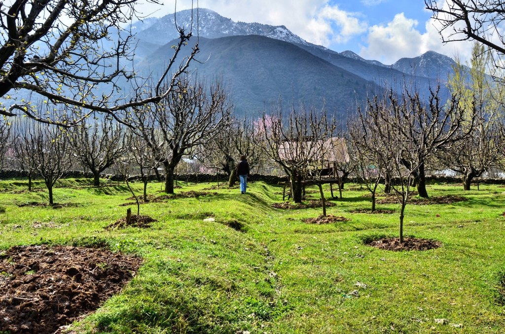 Apple Orchard in Aragam