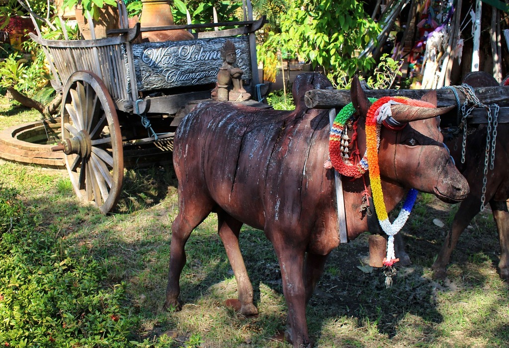 Ox-wagon ride