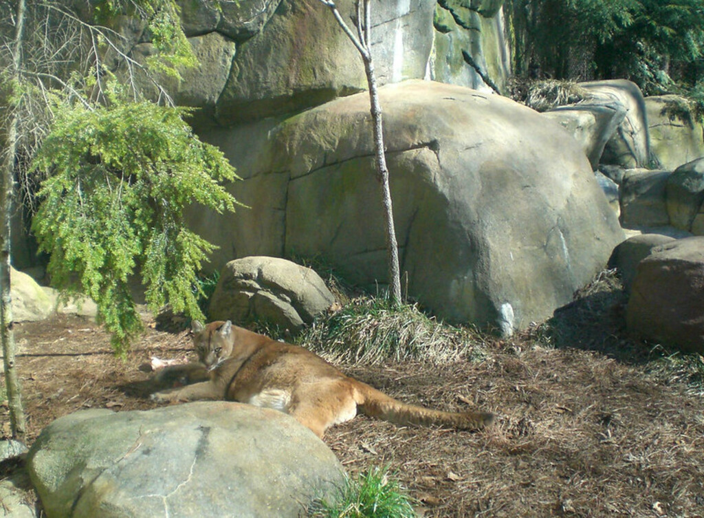 Cougar at the WNC Nature Center in Asheville.