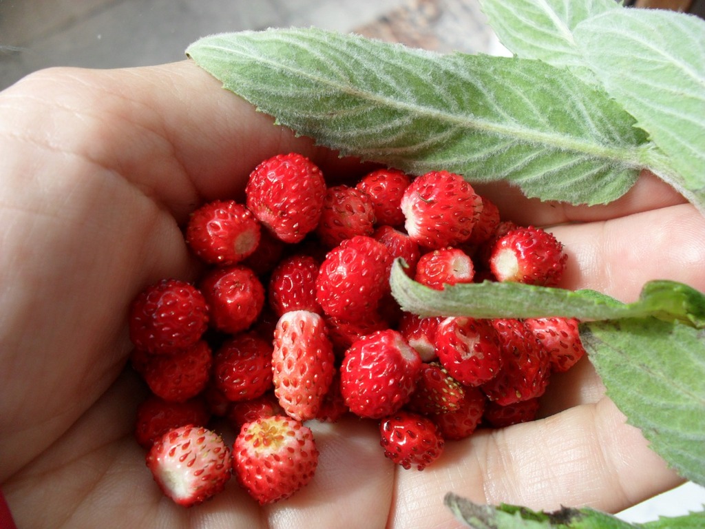 Wild berry picking