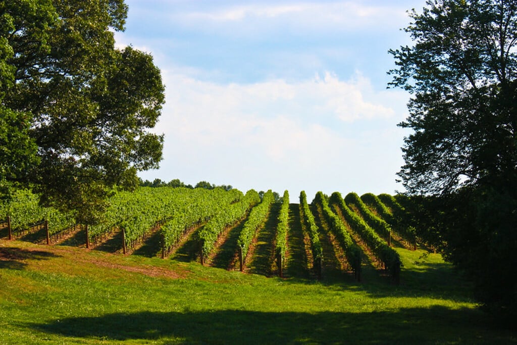 Shelton Vineyards (Vineyards Rows 3)