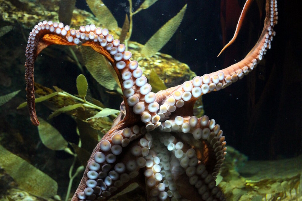 Visit to the Aquarium
