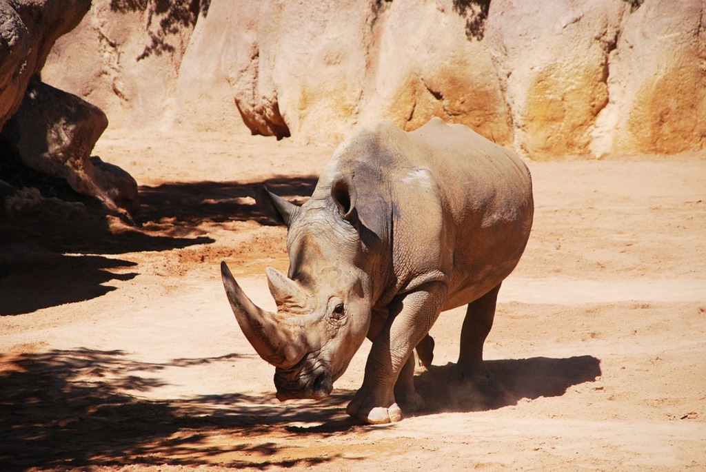 Rhino