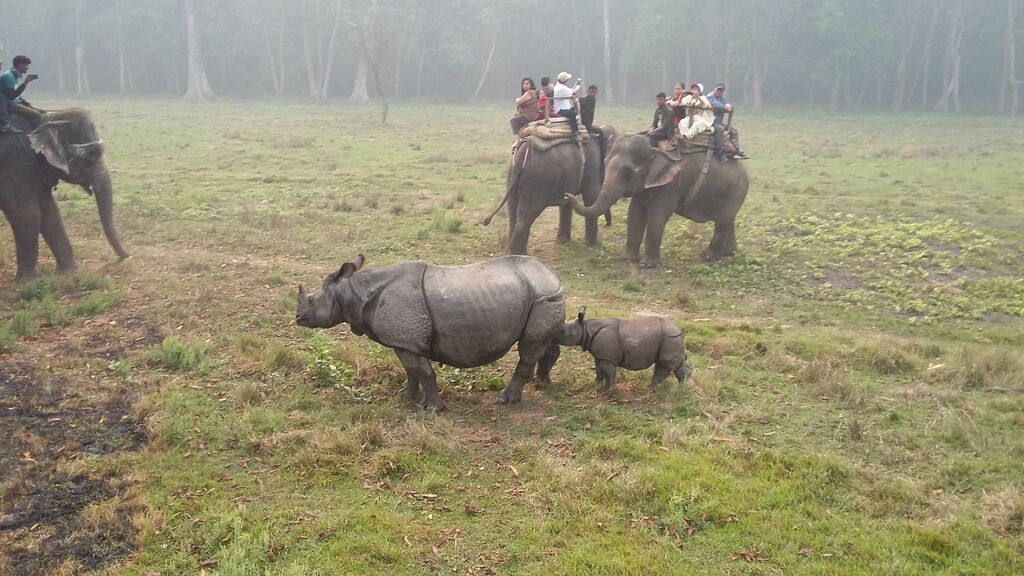 Rhino's in Chitwan National Park