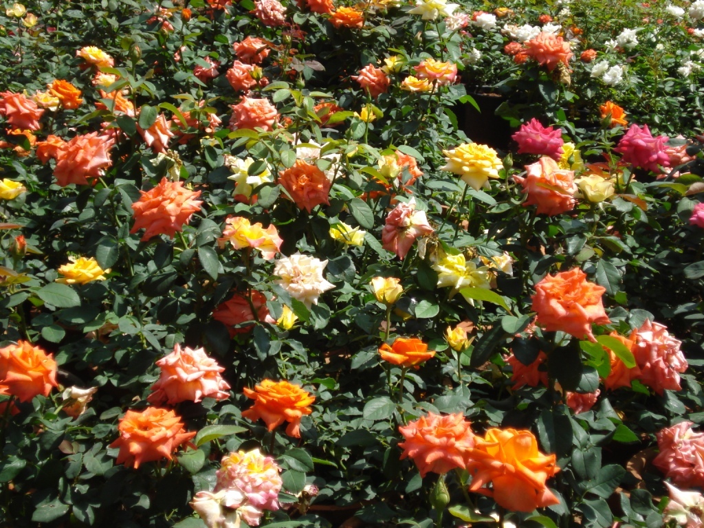 RoseGarden