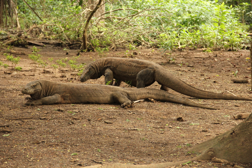 Two Komodo dragons