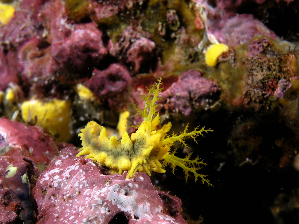 Sea cucumber yellow komodo