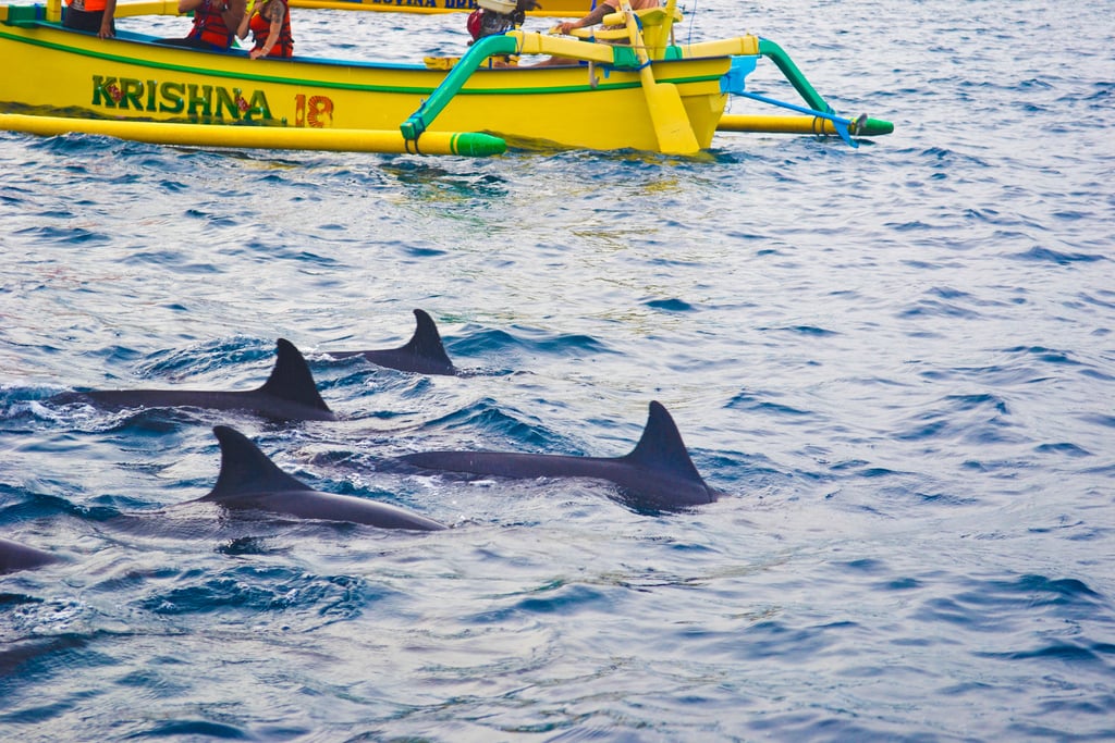 Dolphins in Lovina, Bali, Indonesia