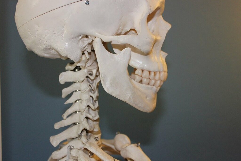 Human skeleton