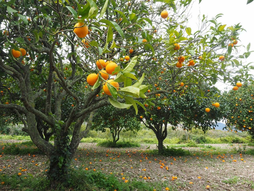 Orange plantation