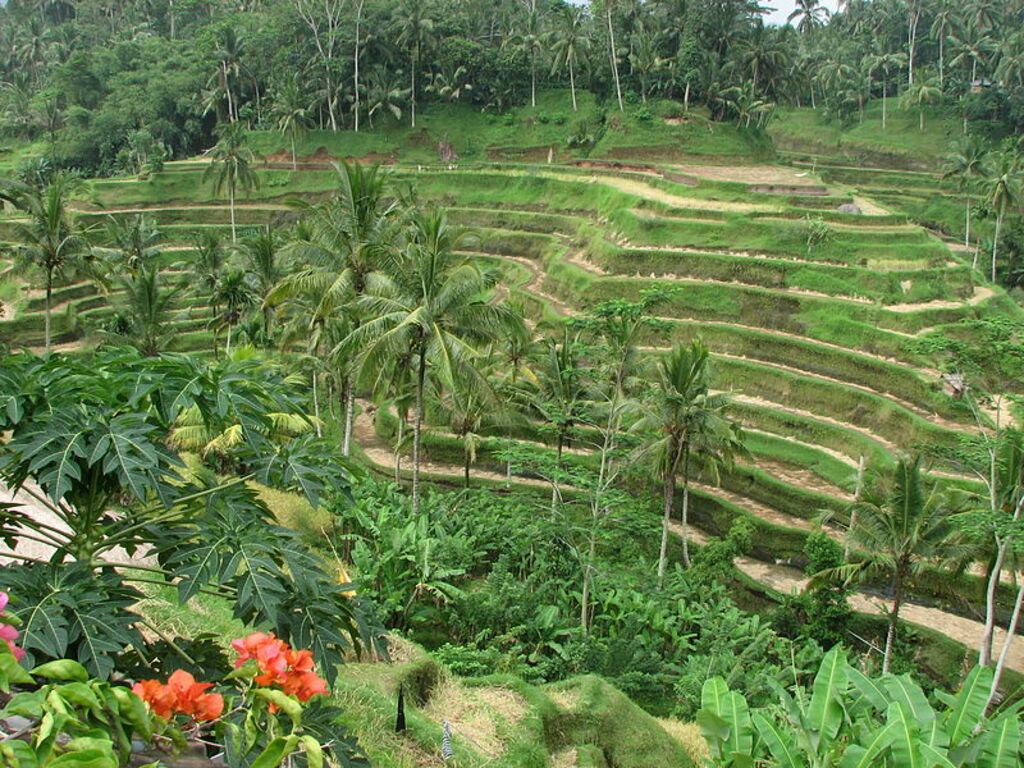 Rice Terrace in Ubud