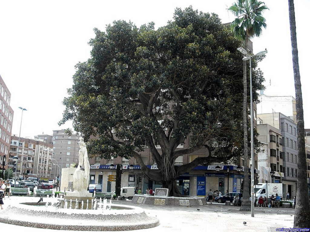 Ficus centenario de Castellón