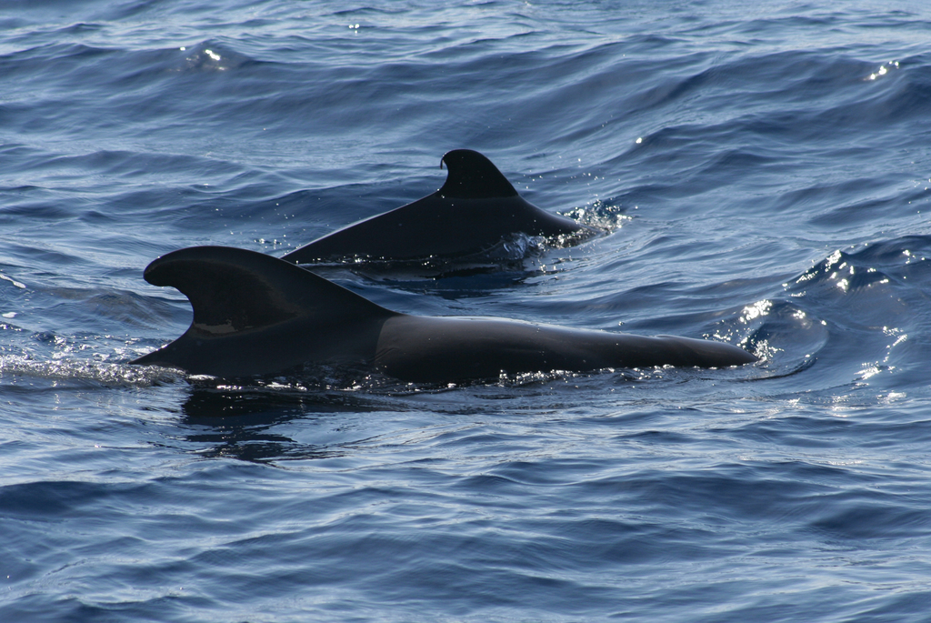 Pilot whales 5