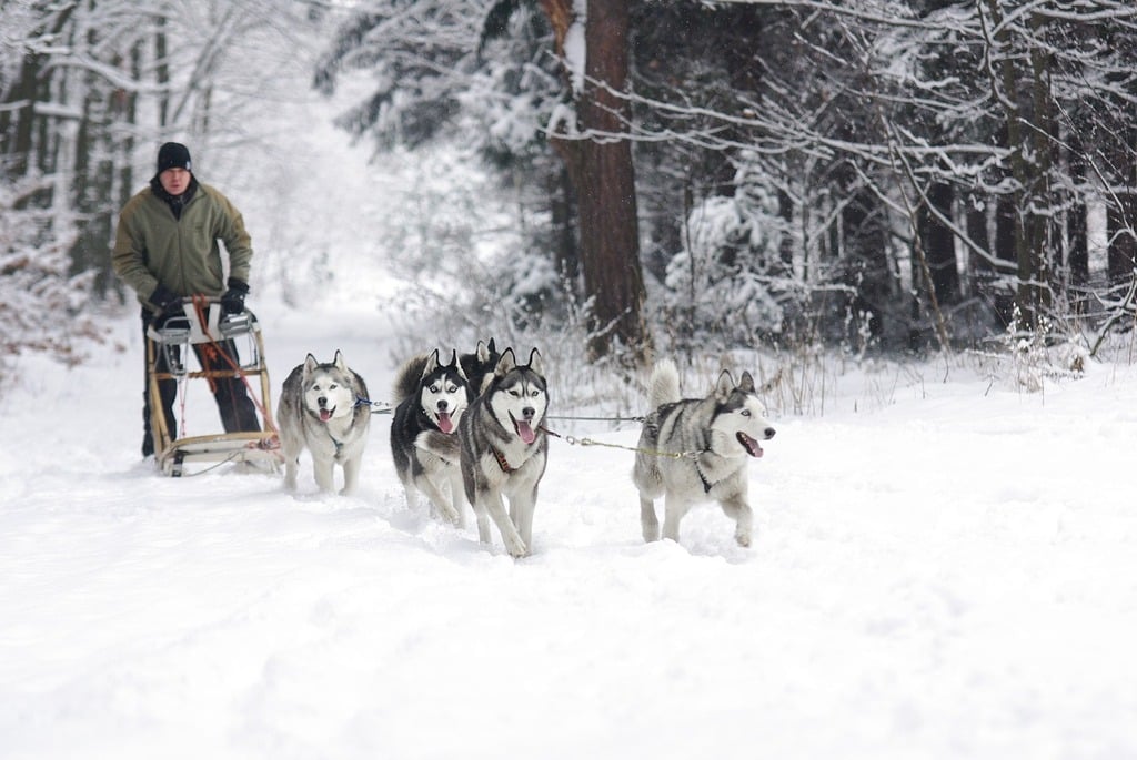Husky dog sledding